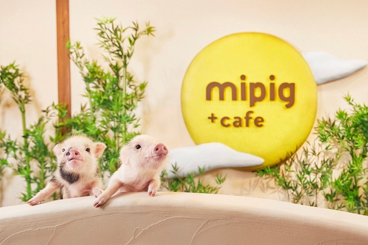 🐷 마이피그 카페 교토점 (mipig cafe Kyoto) 이미지 5